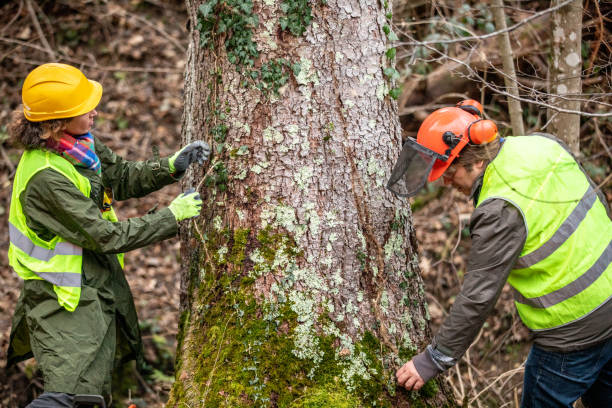 How Our Tree Care Process Works  in  Williamstown, WV