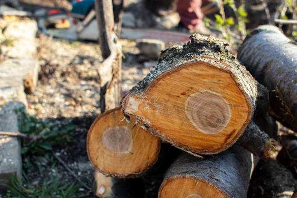 Reliable Williamstown, WV Tree Removal Services Solutions